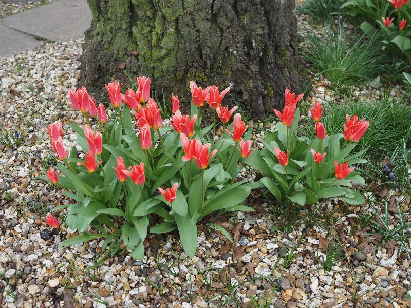 Cambridge, England: Roseford Road: tulips