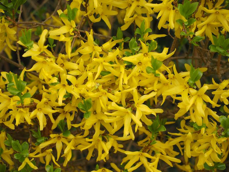 Cambridge, England: Roseford Road: forsythia