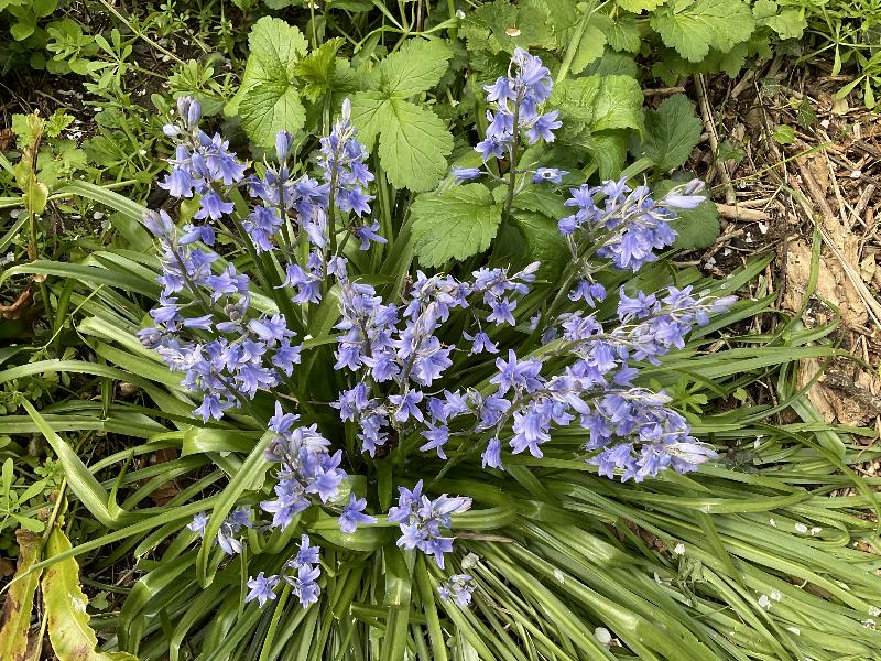 Cambridge, England: Roseford Road: bluebells