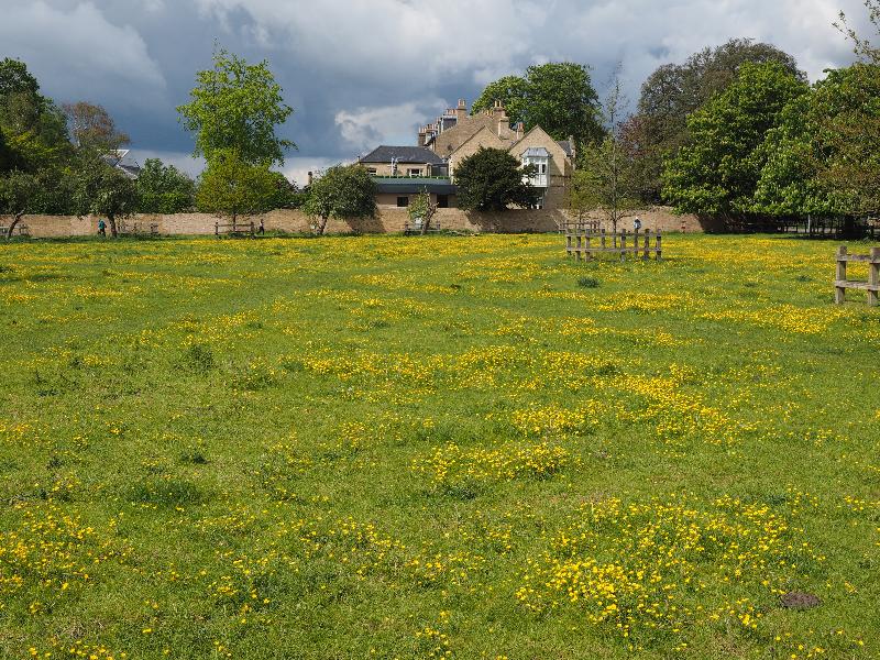 Cambridge, England: Trumpington Road, New Bit: buttercups