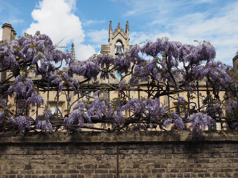 Cambridge, England: Sidney Sussex College: wisteria