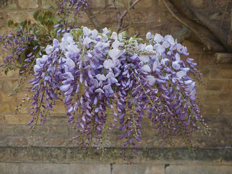 Cambridge, England: Sidney Sussex College: wisteria