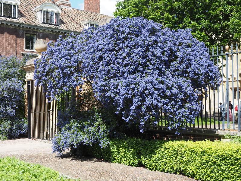 Cambridge, England: St Catharine's College: Ceanothus