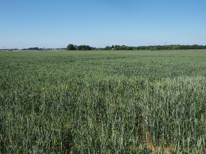 Cambridge, England: Darwin Green: wheat crop