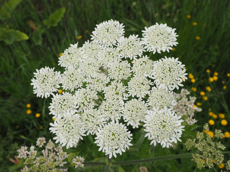 Cambridge, England: Darwin Green: Common Hogweed (?) flower