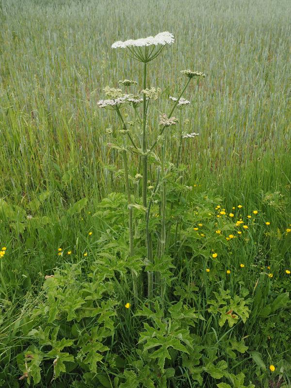 Cambridge, England: Darwin Green: Common Hogweed (?)