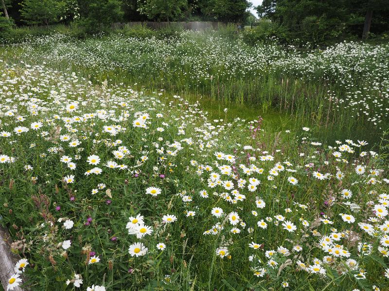 Cambridge, England: Darwin Green: daisy-like flowers