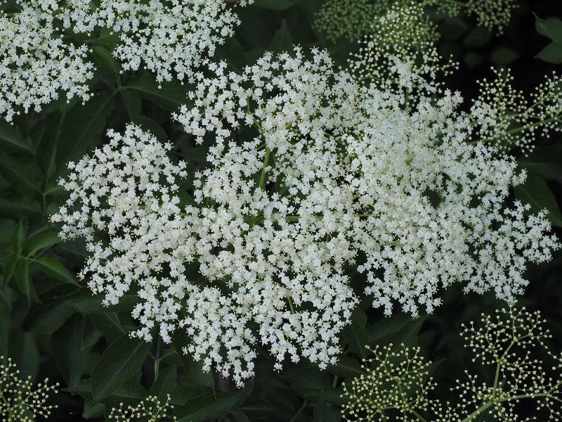 Cambridge, England: Darwin Green: elder flowers