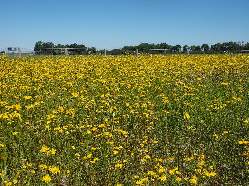 Cambridge, England: Darwin Green: yellow flowers (rough hawkbit?) (patch destroyed later in 2021)