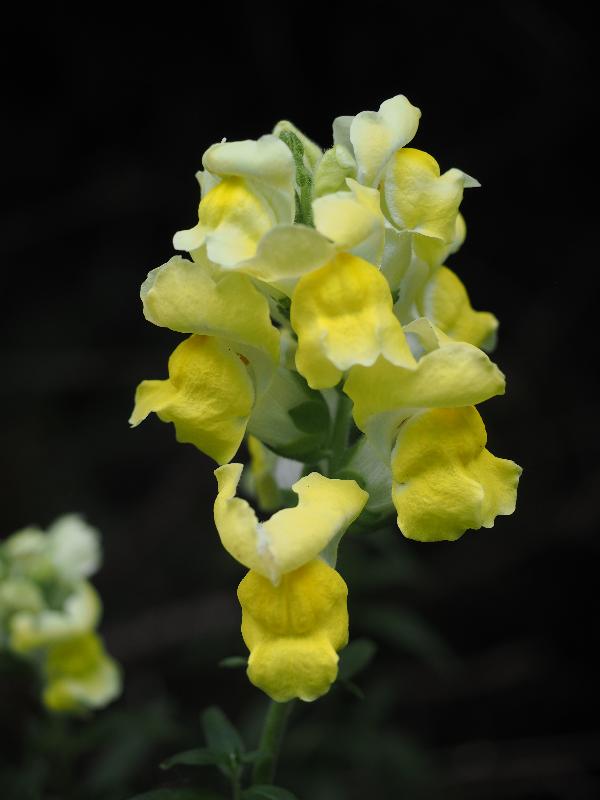 Cambridge, England: Roseford Road: yellow Snapdragon