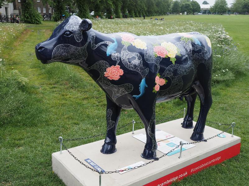 Cambridge, England: Parker's Piece: Cowmono (Jessica Perrin)