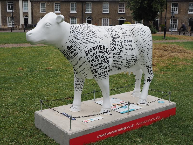 Cambridge, England: New Square Park: The Environmental Cow (10 Creative & Lane Hughes)