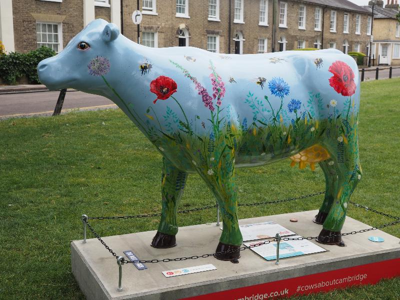Cambridge, England: New Square Park: Honey (Jina Gelder)