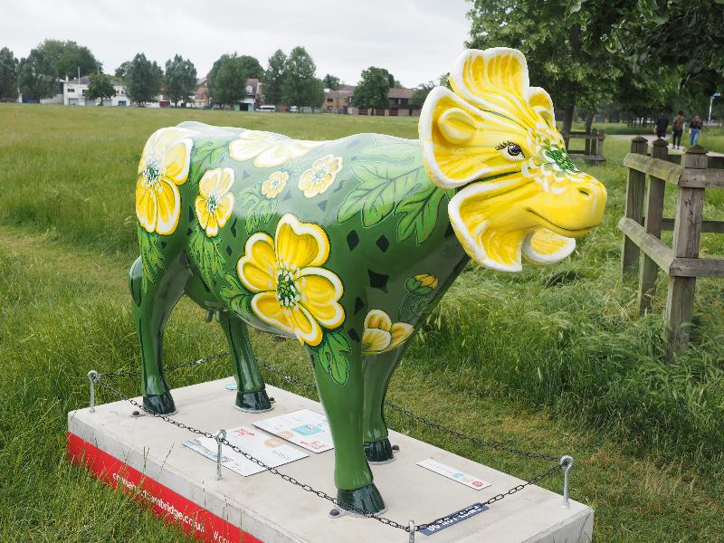 Cambridge, England: Midsummer Common: ButterCup (Sally Adams)