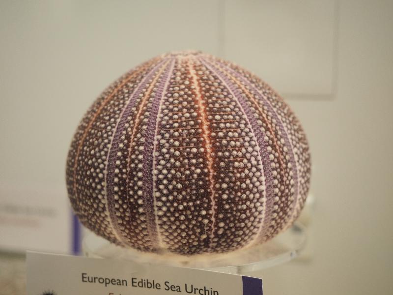 Cambridge, England: Museum of Zoology: European Edible Sea Urchin