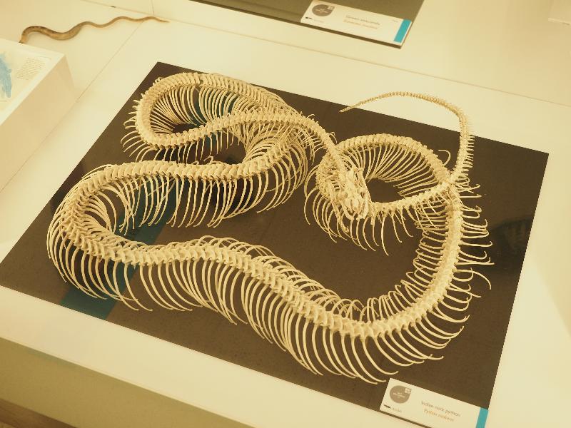 Cambridge, England: Museum of Zoology: Indian Rock Python (Python molurus) skeleton
