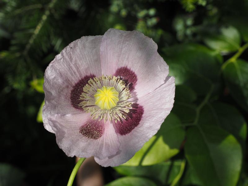 Cambridge, England: Roseford Road: purple poppy