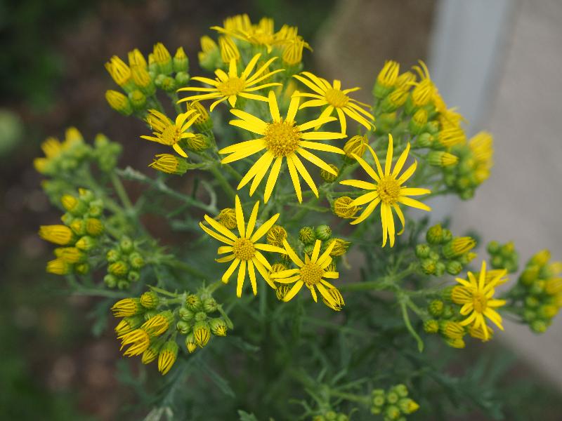 Cambridge, England: Roseford Road: yellow ragwort