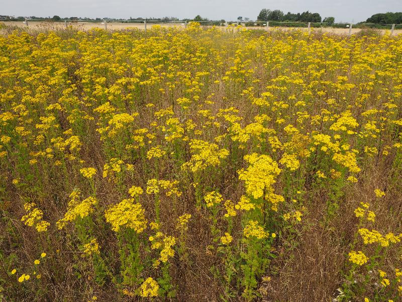Cambridge, England: Darwin Green: Common Ragwort (patch destroyed later in 2021)
