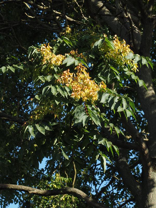 Cambridge, England: Histon Road: Tree of Heaven fruit