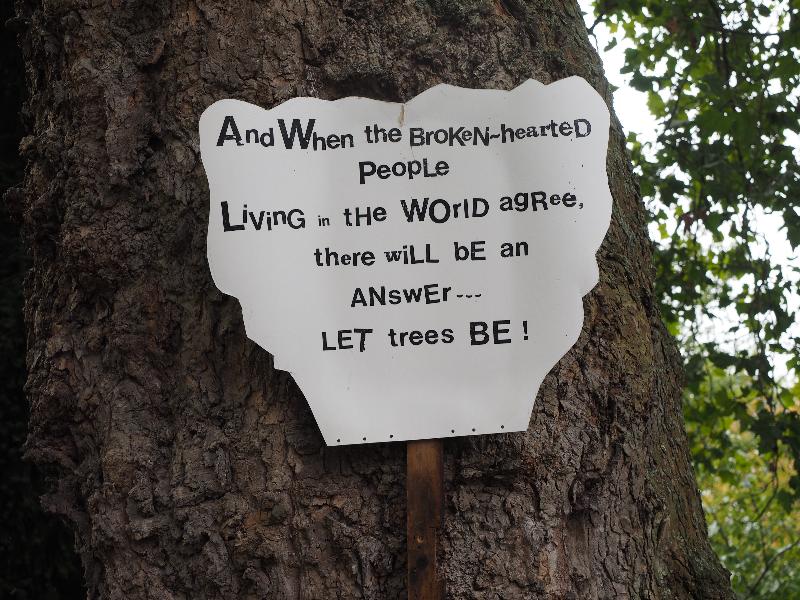 Cambridge, England: Carlyle Road: sign on Plane tree threated with severe pruning