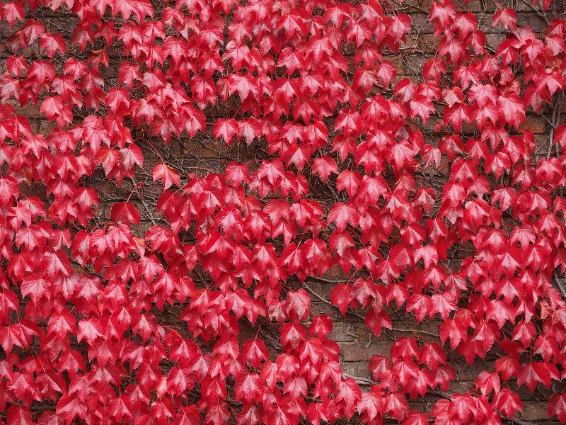 Cambridge, England: Peterhouse: The Hostel, ivy in red