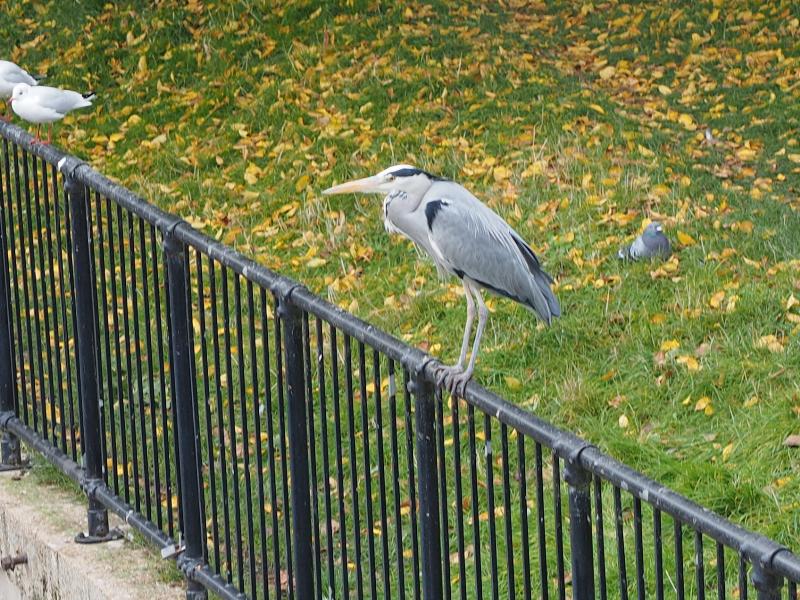 Cambridge, England: Cam: heron