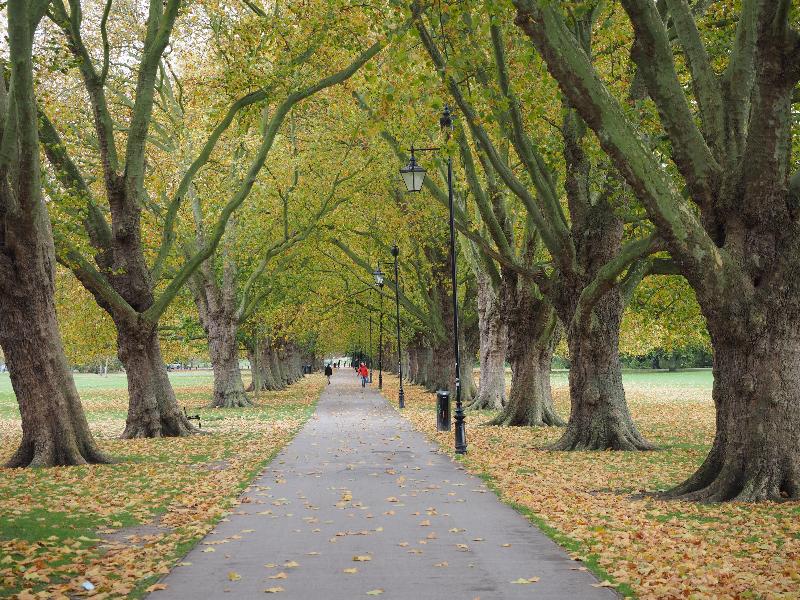 Cambridge, England: Jesus Green: Plane trees, late autumn