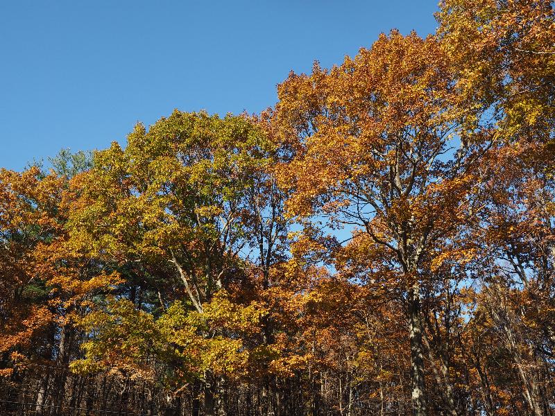 Montgomery, Massachusetts (MA): Russell Road: oak trees, late autumn