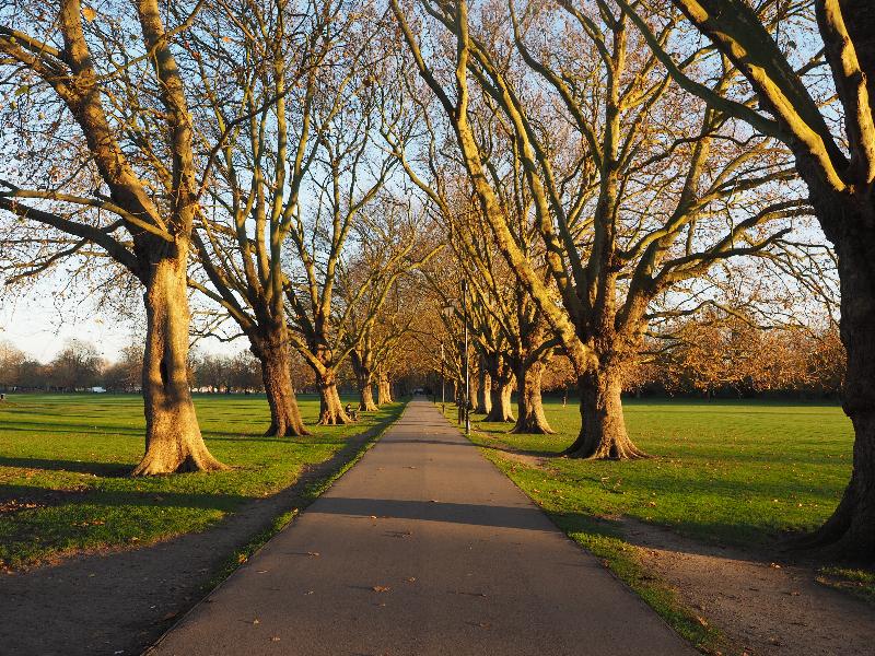 Cambridge, England: Jesus Green: Plane trees, in late autumn afternoon sun