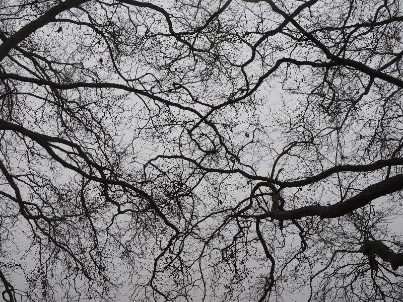 Cambridge, England: Jesus Green: Plane tree branches, winter