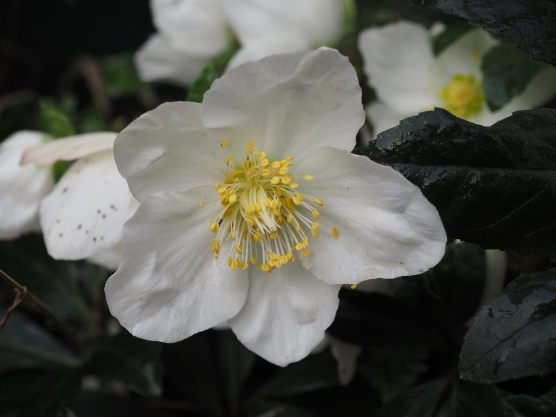 Cambridge, England: Roseford Road: white Helloborus