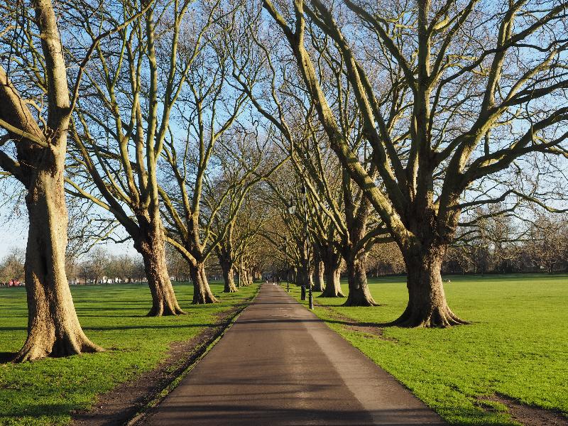 Cambridge, England: Jesus Green: Plane trees, winter sun