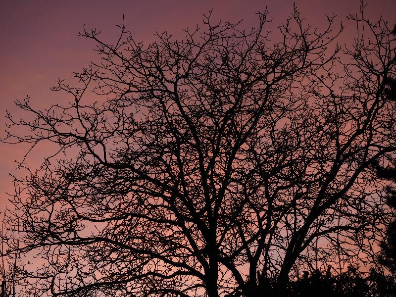 Cambridge, England: Roseford Road: Walnut tree branches, sunset