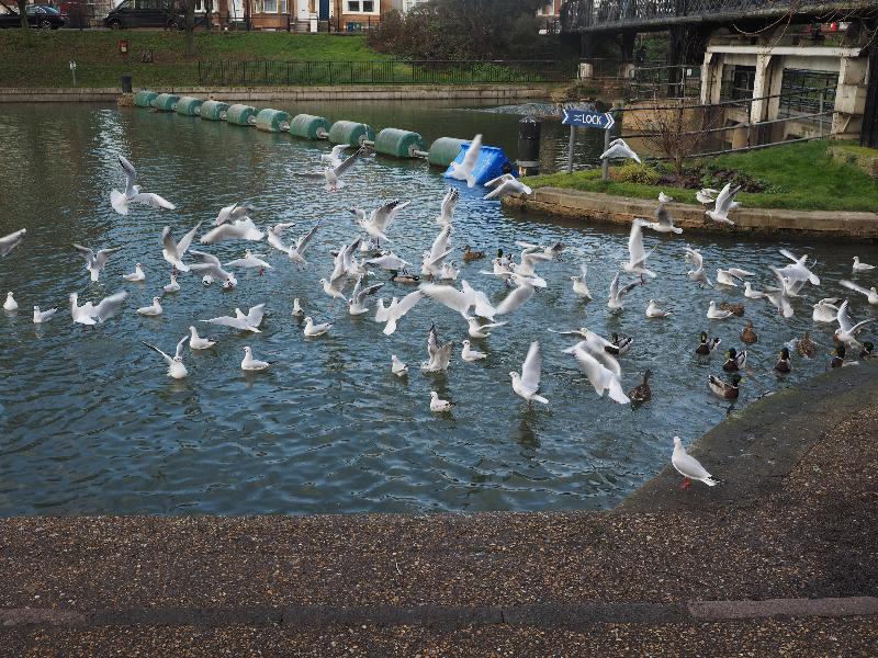Cambridge, England: Jesus Lock: seagulls (and some ducks) being fed
