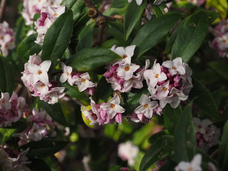 Cambridge, England: Histon Road: Daphne bholua 'Jacqueline Postill'