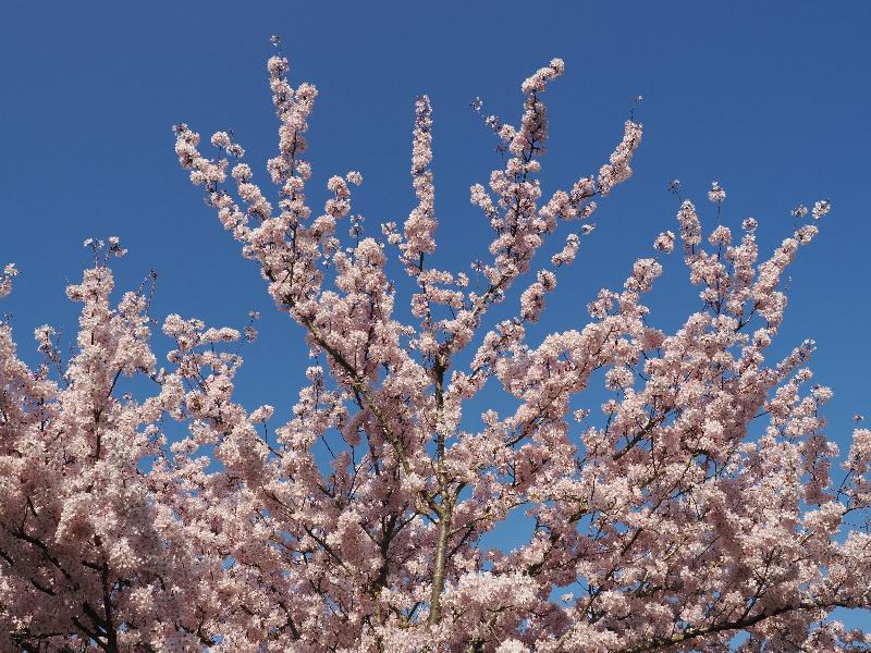 Cambridge, England: Perse Way: cherry tree blossoms