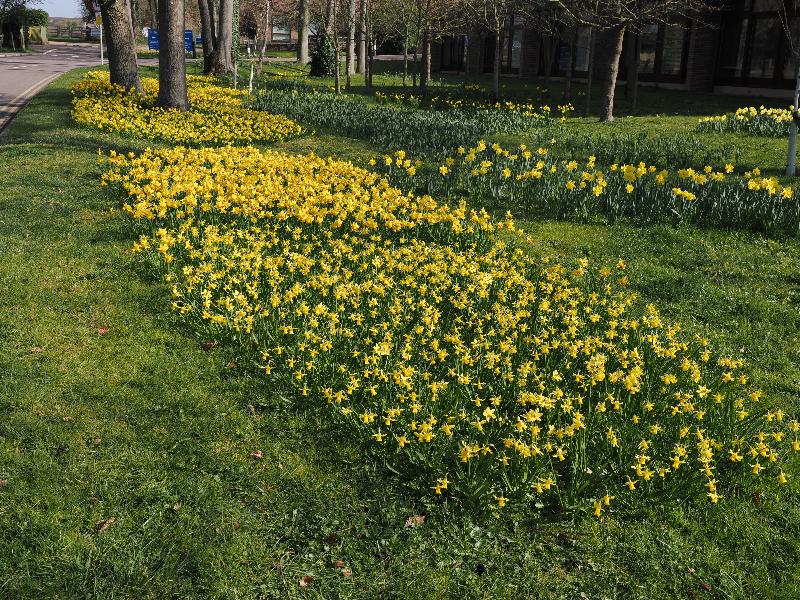 Cambridge, England: Insitute of Astronomy: daffodils
