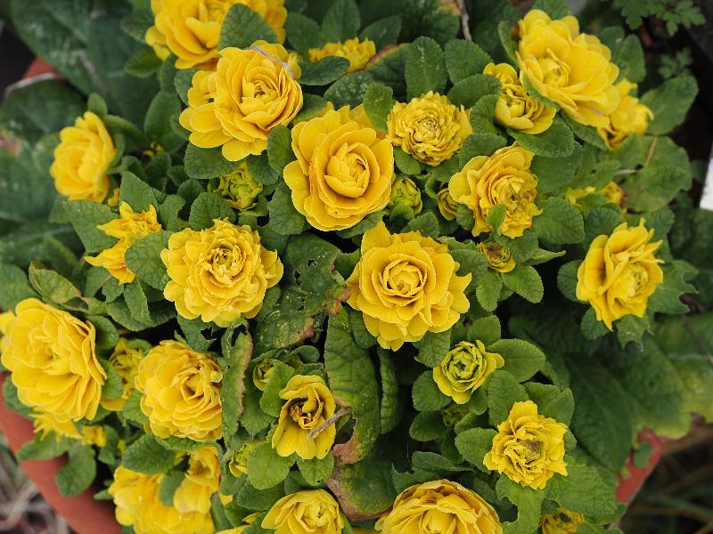 Cambridge, England: Roseford Road: primrose
