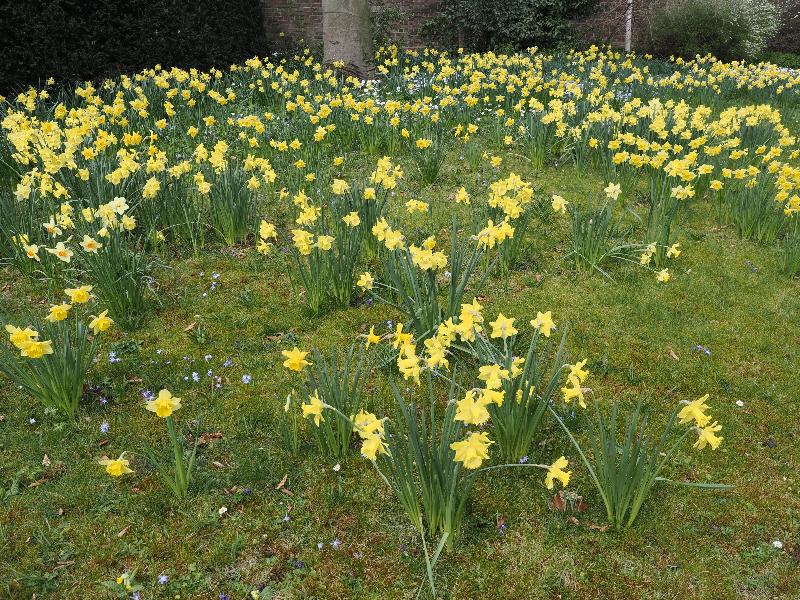 Cambridge, England: Sidney Sussex College: daffodils