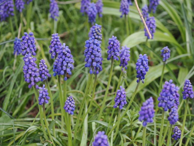 Cambridge, England: Roseford Road: grape hyacinths