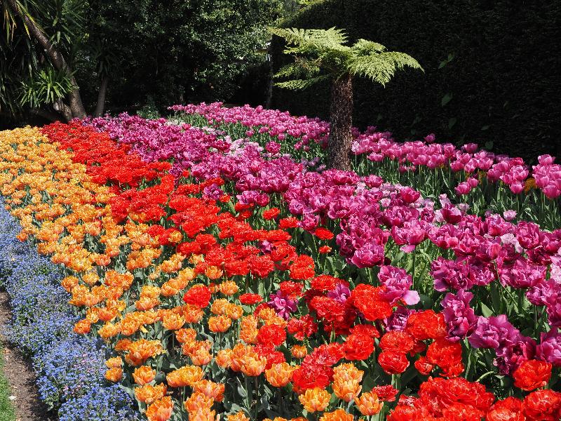 London, England: Victoria Embankment Gardens: tulips and forget-me-nots