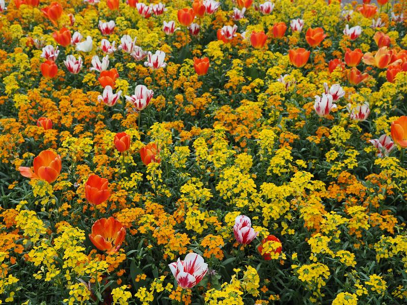 London, England: Victoria Embankment Gardens: tulips and yellow and orange flowers