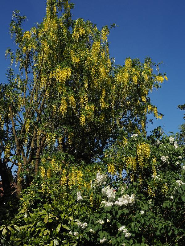 Cambridge, England: Roseford Road: laburnum and white lilac