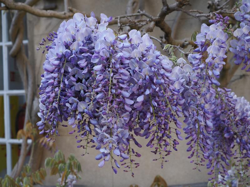 Cambridge, England: Sidney Sussex College: wisteria