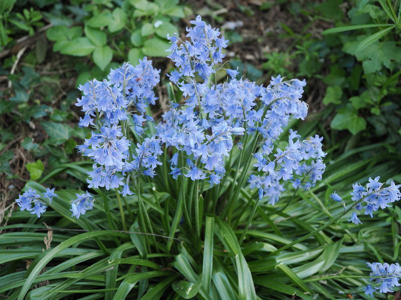 Cambridge, England: Roseford Road: bluebells