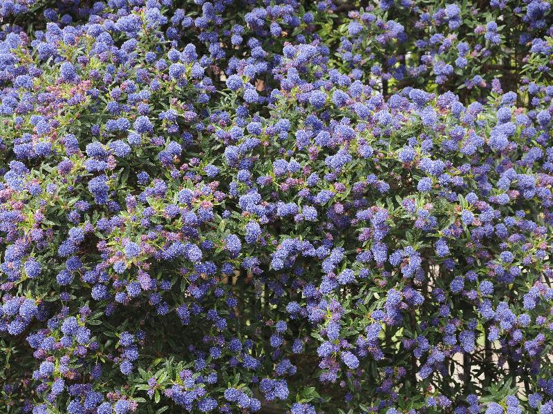 Cambridge, England: St Catharine's College: ceanothus