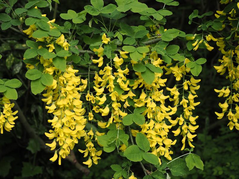 Cambridge, England: Roseford Road: laburnum