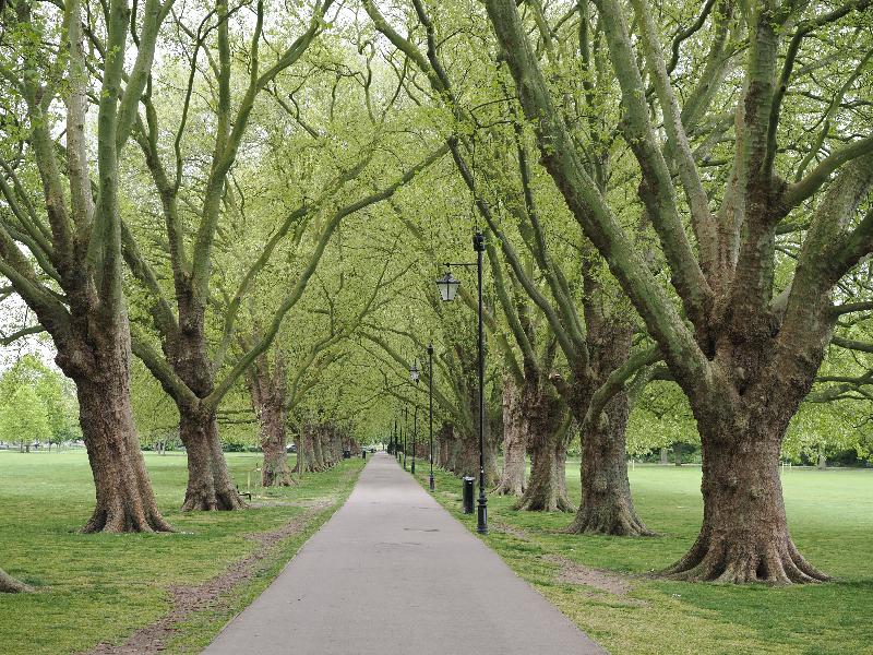 Cambridge, England: Jesus Green: Plane trees, young leaves