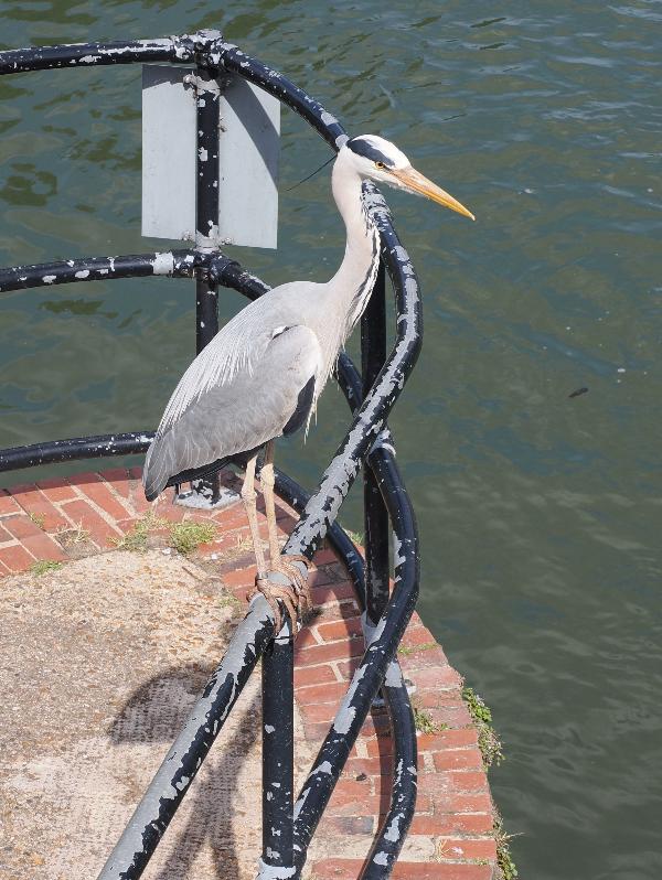 Cambridge, England: Cam: heron